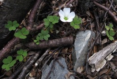 Oxalis magellanica