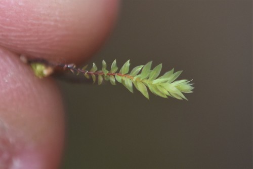 Image of Pohlia cruda by no rights reserved