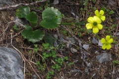Ranunculus insignis