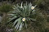 Large Mountain Daisy - Photo (c) Roger Frost, some rights reserved (CC BY-NC), uploaded by Roger Frost