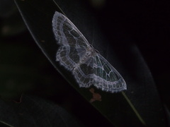 Pseudeuchlora kafebera