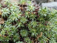 Azorella monantha