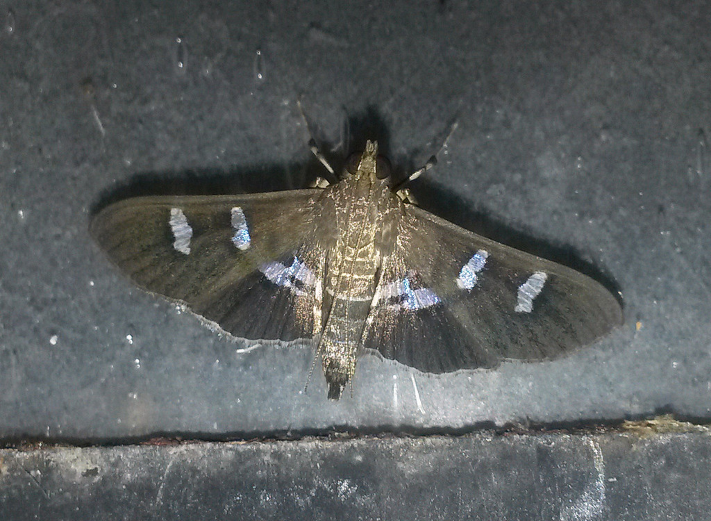 Desmia deploralis