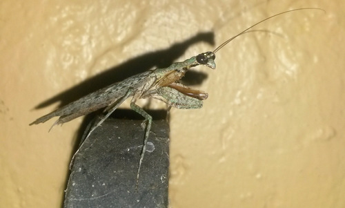 Grizzled Mantis photo 5