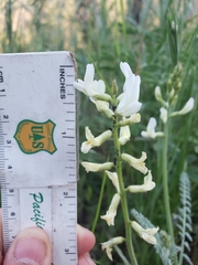 Astragalus congdonii