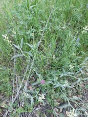 Astragalus congdonii
