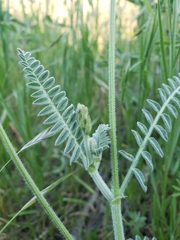 Astragalus congdonii