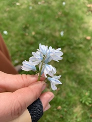 Puschkinia
