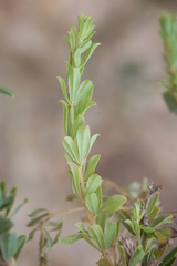 Psoralea prodiens