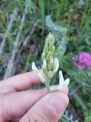 Astragalus congdonii