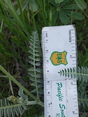 Astragalus congdonii