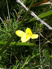 Diuris lanceolata