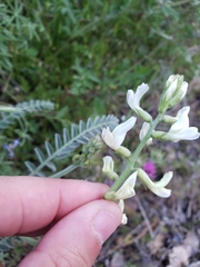 Astragalus congdonii