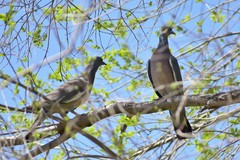 Columba palumbus casiotis