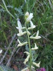 Astragalus congdonii