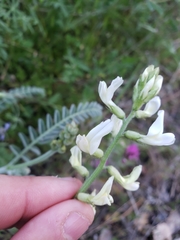 Astragalus congdonii