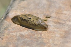 Candaharia