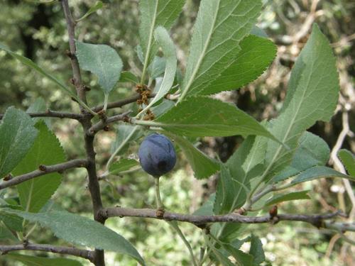 Prunus fruticans image