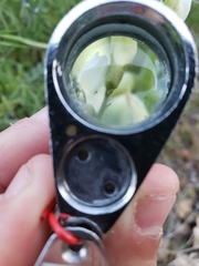 Astragalus congdonii