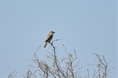 Lanius phoenicuroides