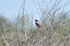 Lanius phoenicuroides