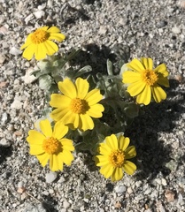 Eriophyllum wallacei