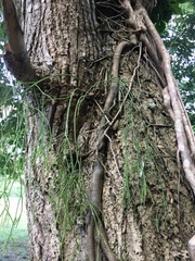 Rhipsalis