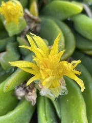 Glottiphyllum