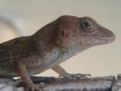 Anolis cybotes