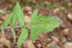 Sisymbrium macroloma