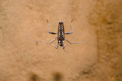 Velia gridellii