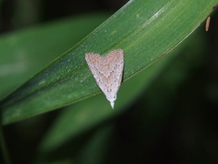 Meganola brunellus