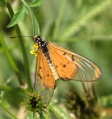 Acraea neobule