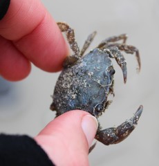Liocarcinus navigator