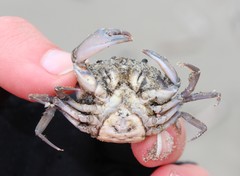 Liocarcinus navigator