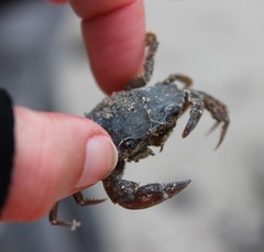 Liocarcinus navigator