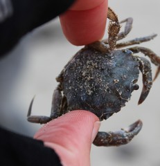 Liocarcinus navigator