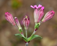 Silene diversifolia