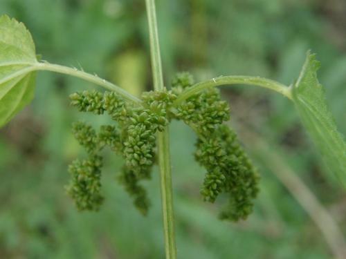 Urtica dioica subsp. dioica image