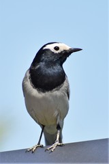 Motacilla alba personata