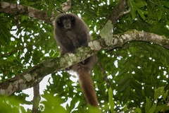 Callicebus nigrifrons