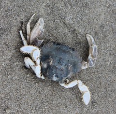 Liocarcinus vernalis