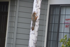 Sciurus niger rufiventer