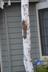 Sciurus niger rufiventer