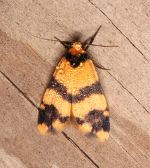 Thallarcha chrysochares