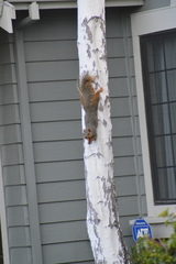 Sciurus niger rufiventer