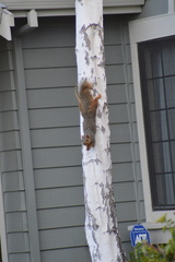 Sciurus niger rufiventer