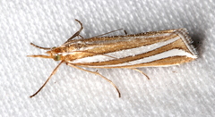 Hednota bivittella