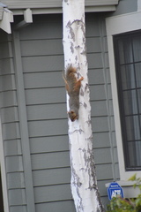 Sciurus niger rufiventer