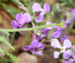 Matthiola lunata